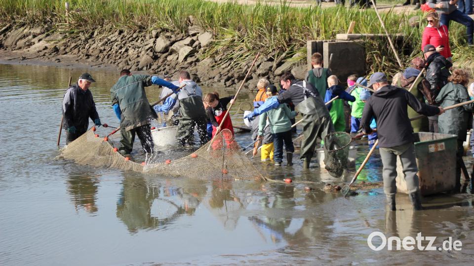 Aufmerksam leiteten die erfahrenen Erwachsenen den begeisterten Fischer-Nachwuchs an. Bild: Arge Fisch e.V./exb