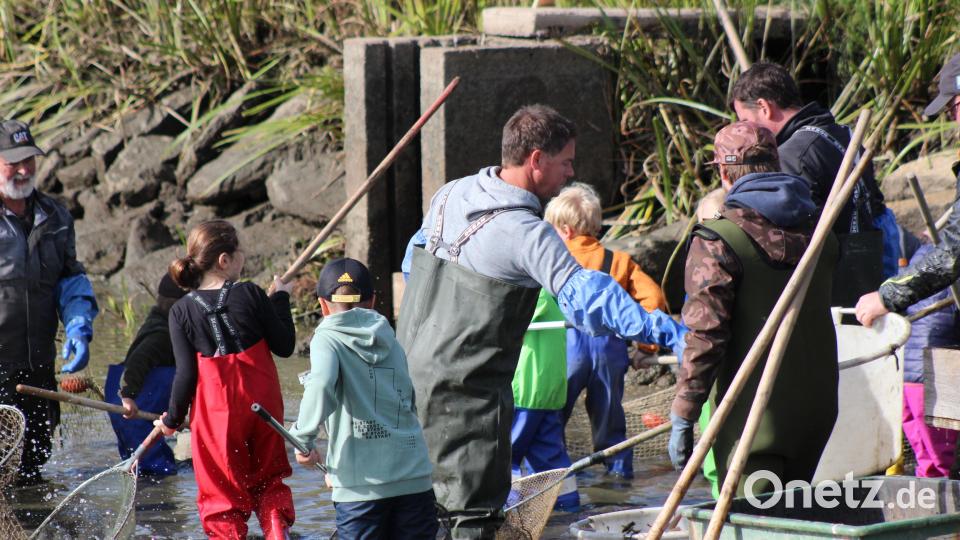 Vollen Einsatz zeigten die Kinder beim Herausfischen der Karpfen. Bild: Arge Fisch e.V./exb