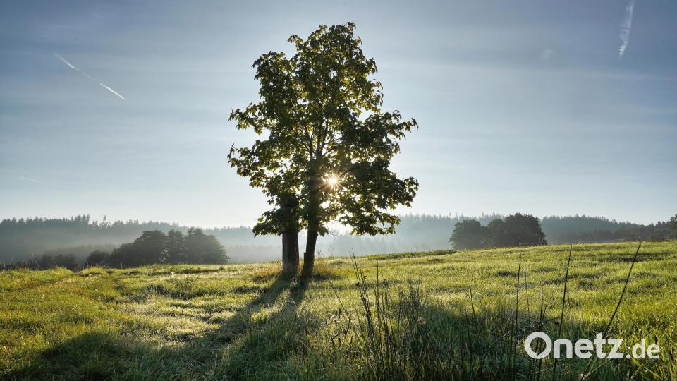 Zwischen Kornhof (Stadt Erbendorf) und Tiefenbach (Stadt Kemnath) steht dieser Ahornbaum samt Sandsteinmarterl. Bild: kaz