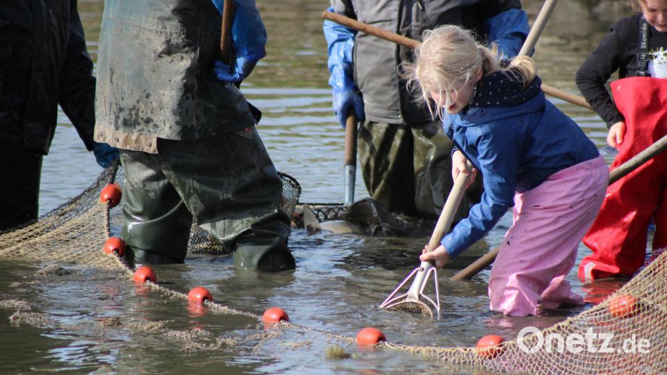 Vollen Einsatz zeigten die Kinder beim Herausfischen der Karpfen. Bild: Arge Fisch e.V./exb