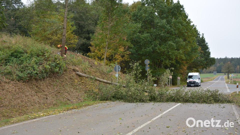 Seit Dienstagvormittag laufen die Baumfällarbeiten entlang der Staats- und Bundesstraße für die Fortsetzung der Bauarbeiten für die Verlegung der Bundesstraße in Richtung Waldsassen. Bild: jr