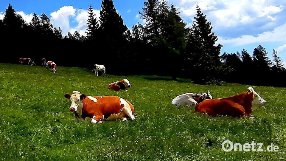 Wie funktioniert solidarische, ökologische Landwirtschaft? Bild: Kunz