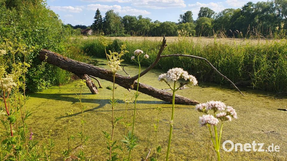 Wie funktioniert solidarische, ökologische Landwirtschaft? Bild: Kunz