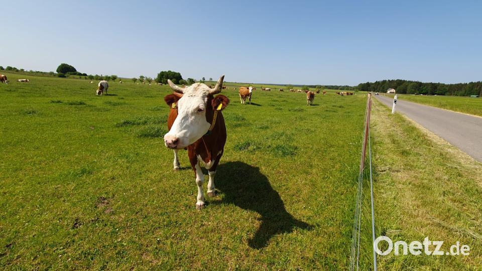 Wie funktioniert solidarische, ökologische Landwirtschaft? Bild: Kunz