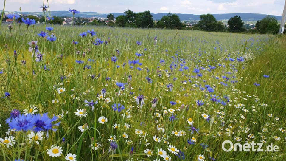 Wie funktioniert solidarische, ökologische Landwirtschaft? Bild: Kunz