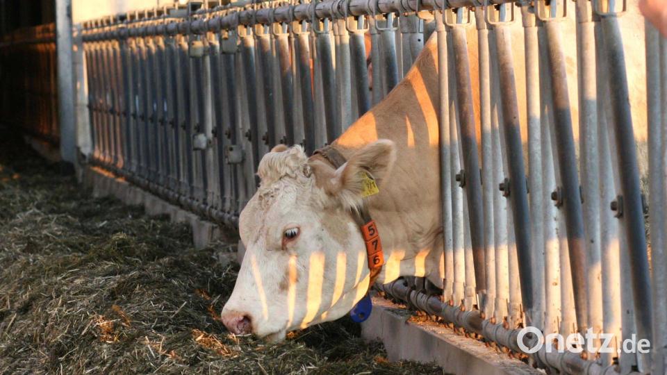 In welcher Haltungsform fühlen sich Kühe am wohlsten? Darüber gehen die Meinungen auseinander. &quot;Manche Tiere wollen einfach nur ihre Ruhe haben&quot;, so die Erfahrung eines Milchviehhalters. Bild: Hirsch