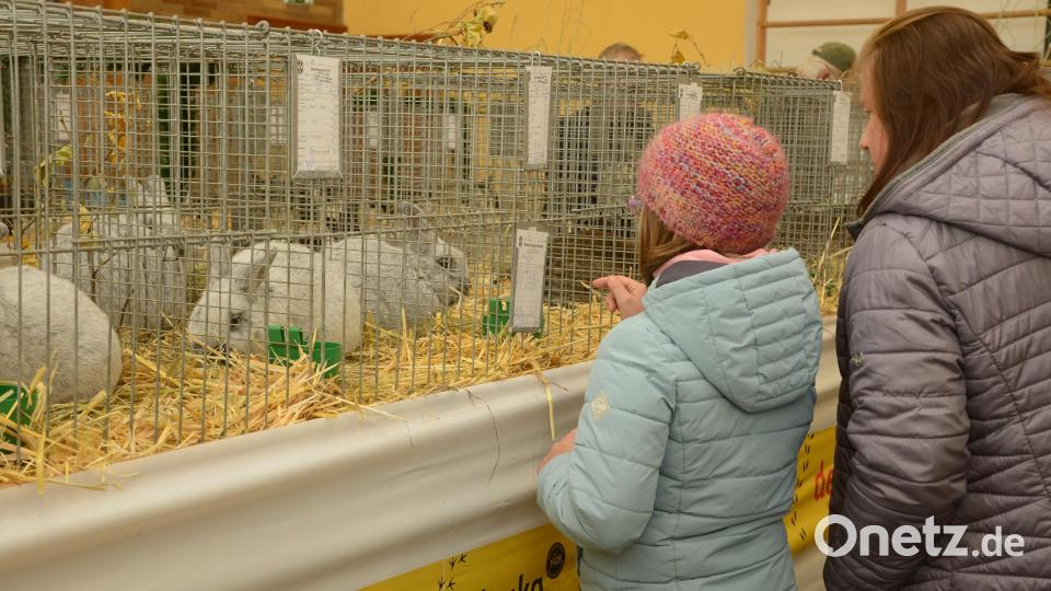 Die Kaninchen sind die vielen Besucher bei der Ausstellung nicht gewohnt und ziehen sich in eine Ecke ihres Käfigs zurück. Bild: bey