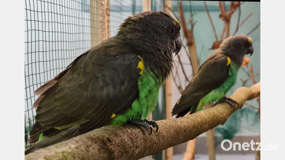 Eindrücke von der Vogelschau der Vilstaler Vogelfreunde in Legenfeld. Bild: Nicole Loos