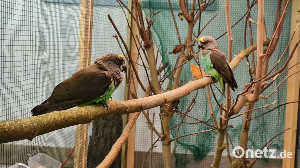 Eindrücke von der Vogelschau der Vilstaler Vogelfreunde in Lengenfeld. Bild: Nicole Loos