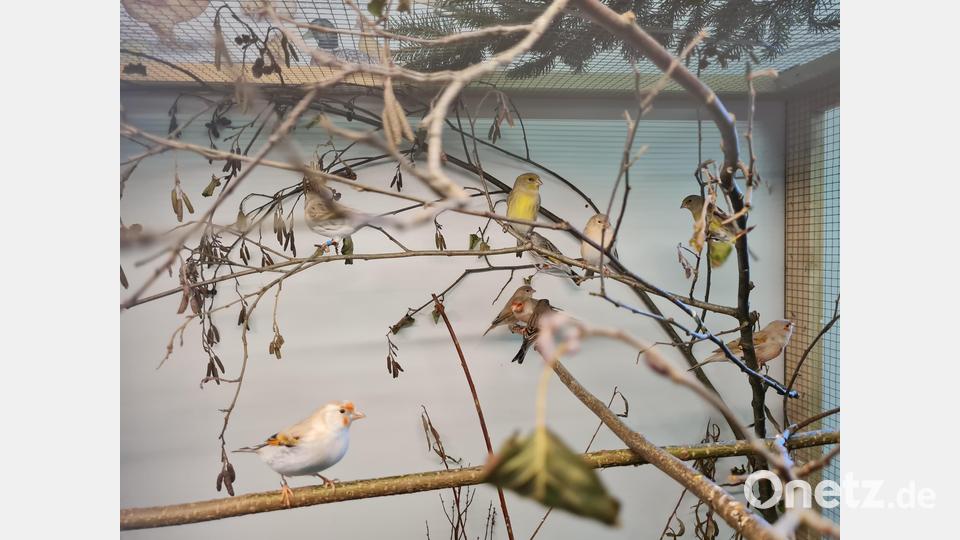 Eindrücke von der Vogelschau der Vilstaler Vogelfreunde in Lengenfeld. Bild: Nicole Loos