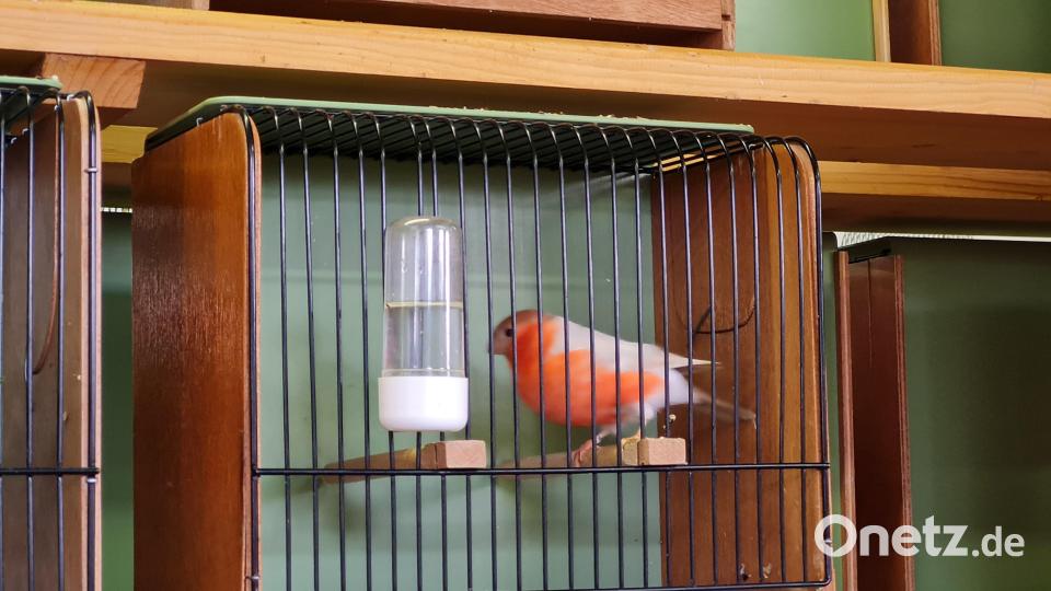 Eindrücke von der Vogelschau der Vilstaler Vogelfreunde in Lengenfeld. Bild: Nicole Loos