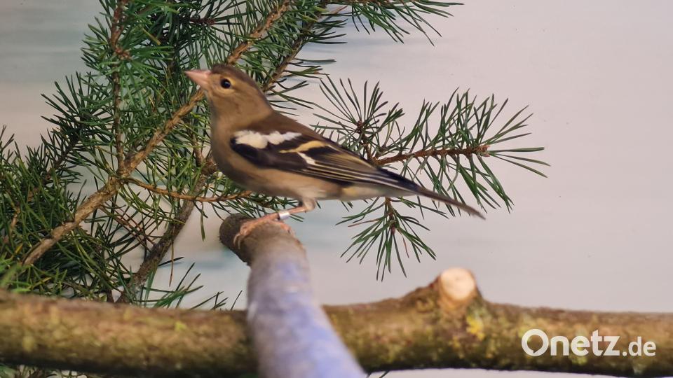 Eindrücke von der Vogelschau der Vilstaler Vogelfreunde in Lengenfeld. Bild: Nicole Loos