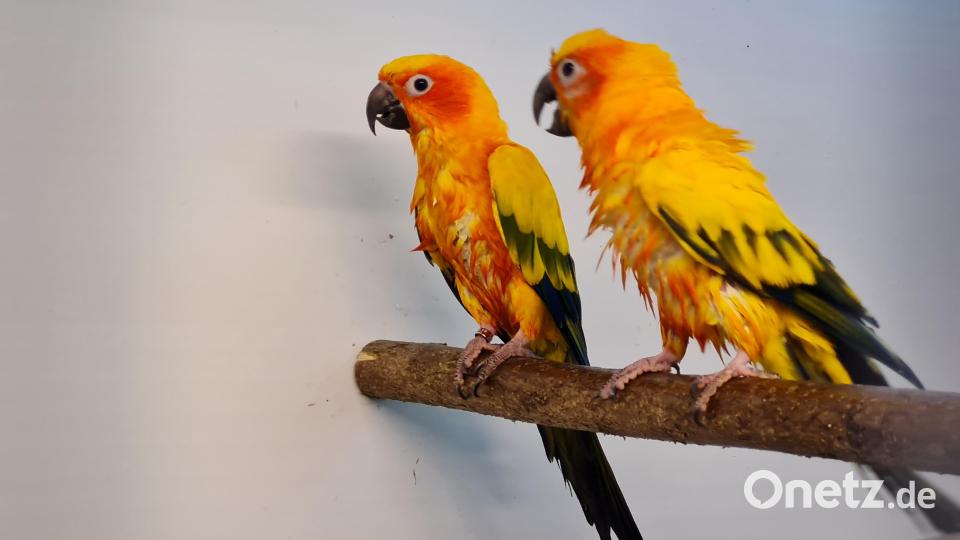 Eindrücke von der Vogelschau der Vilstaler Vogelfreunde in Lengenfeld. Bild: Nicole Loos