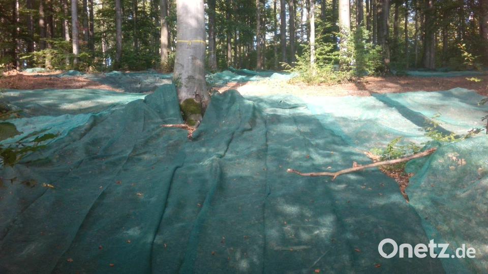Mit den feinmaschigen Netzen unter den großen Buchen sollen die herabfallenden Bucheckern aufgefangen werden. Bild: Johannes Frisch/Bayerische Staatsforsten/exb