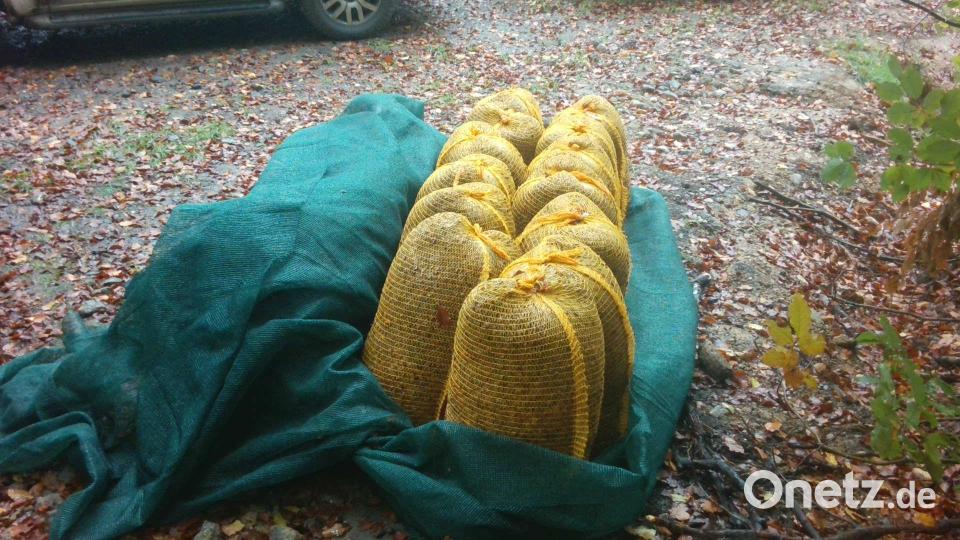 Das gereinigte Buchensaatgut wird zum größten Teil zum staatsforsteigenen Pflanzgarten nach Bindlach bei Bayreuth gebracht. Im Frühjahr werden daraus jungen Buchenpflanzen gezogen. Bild: Johannes Frisch/Bayerische Staatsforsten/exb