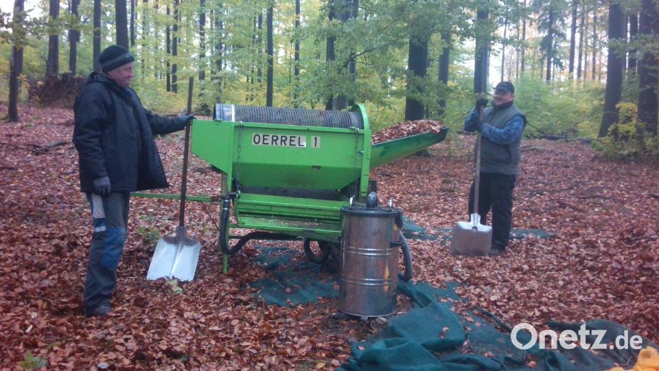 Die Buchen im Hessenreuther Wald lieferten heuer viele Samen. Auf dem Bild wird das gewonnene Buchensaatgut von Laub und kleinen Ästen getrennt. Bild: Johannes Frisch/Bayerische Staatsforsten/exb