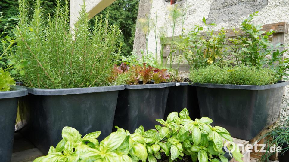 Das Restaurant "Holzfellas" in Wiesau wurde von Slow Food Deutschland mit der "Roten Schnecke" ausgezeichnet. Im Garten des Restaurants befindet sich ein eigener Kräutergarten. Bild: kaz