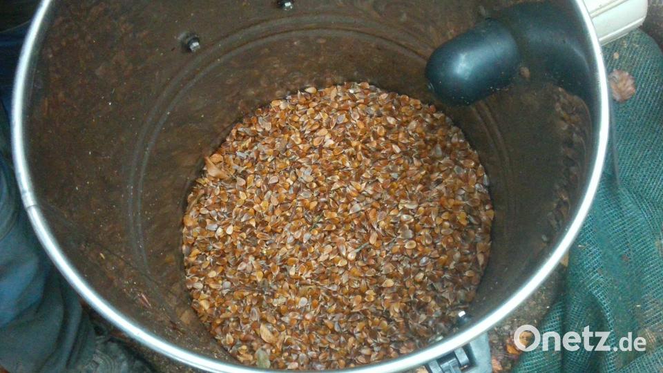 Aus einem Kilogramm gereinigten Bucheckern können rund 500 junge Buchen angezogen werden. Bild: Johannes Frisch/Bayerische Staatsforsten/exb