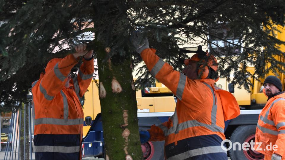 Akribisch platzierten Mitarbeiter des Tirschenreuther Bauhofs die Nordmanntanne am Marktplatz in Tirschenreuth. Bild: lue