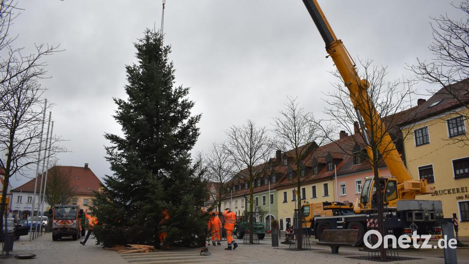 Eine 14 Meter hohe Nordmanntanne ziert heuer als Christbaum in der Adventszeit den Tirschenreuther Marktplatz. Bild: lue
