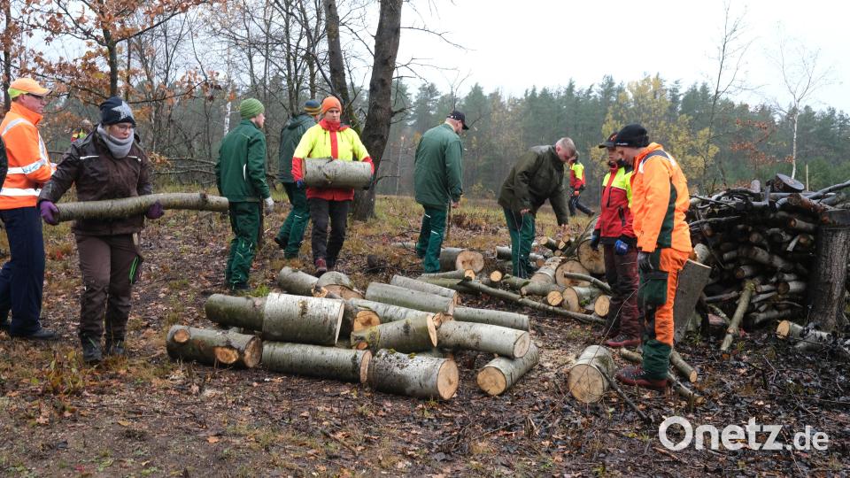 Schüler der Neunburger Forstschule und der Barmherzigen Brüder Reichenbach schichten auf dem stillgelegten Truppenübungsplatz bei Bodenwöhr Holzstöße als Zufluchtsorte für Insekten und Eidechsen auf und pflanzten Bäume und Sträucher. Bild: Hirsch