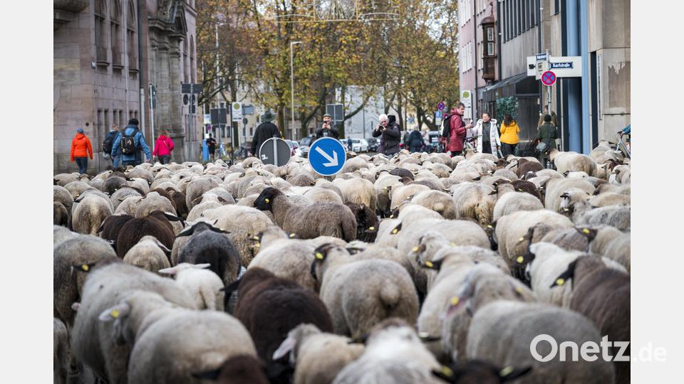 600 Schafe ziehen durch die Nürnberger Innenstadt um vom Pegnitz-Tal aus in ihr Winterquartier westlich der Stadt zu gelangen. Bild: Daniel Vogl