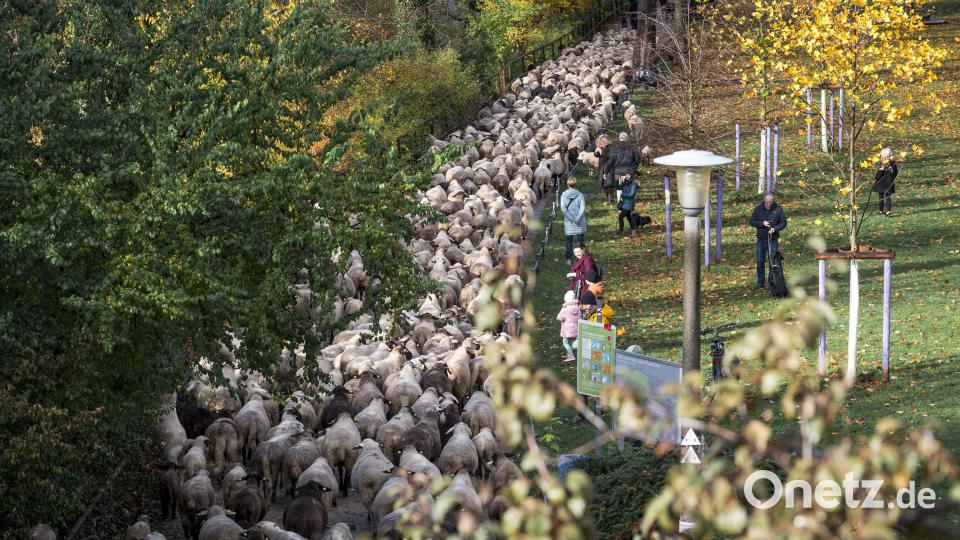 600 Schafe ziehen durch die Nürnberger Innenstadt um vom Pegnitz-Tal aus in ihr Winterquartier westlich der Stadt zu gelangen. Bild: Daniel Vogl