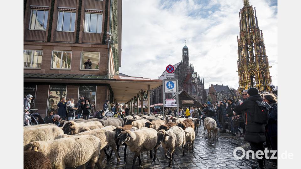 600 Schafe ziehen durch die Nürnberger Innenstadt um vom Pegnitz-Tal aus in ihr Winterquartier westlich der Stadt zu gelangen. Bild: Daniel Vogl