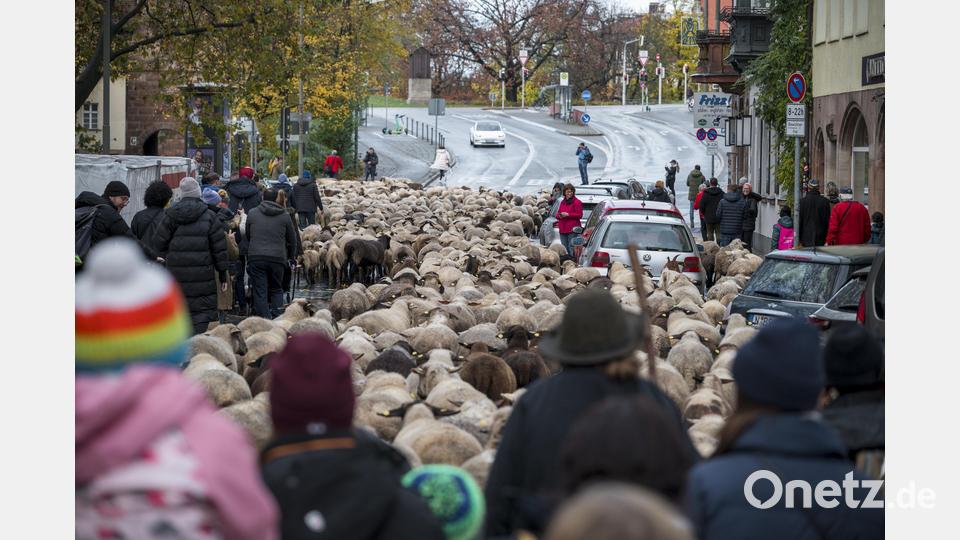 600 Schafe ziehen durch die Nürnberger Innenstadt um vom Pegnitz-Tal aus in ihr Winterquartier westlich der Stadt zu gelangen. Bild: Daniel Vogl