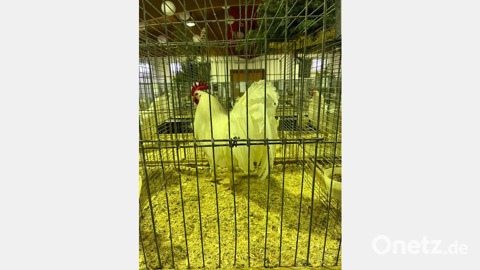 Bei der Lokalschau des Kleintierzuchtverein Plößberg wurden insgesamt 19 Rassen gezeigt. Im Bild ein &quot;Amerikanisches Leghorn&quot;. Bild: KTZV Plößberg/exb