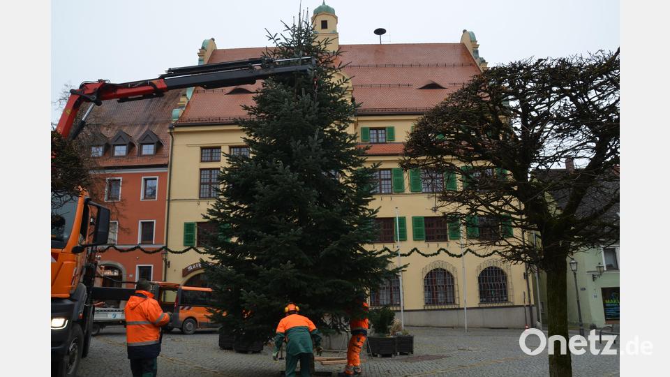 Prachtvoll schmückt heuer eine wunderschöne Nordmanntanne den Rathausvorplatz zur Adventszeit. Bild: dob