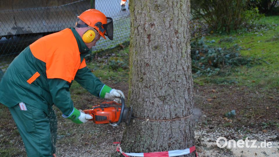 Bauhofmitarbeiter Martin Reil setzt präzise die Säge an den Tannenbäumen an. Bild: dob