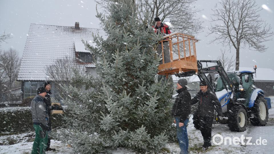 Eine rund sechs Meter hohe Blautanne verzaubert heuer wieder vor der Marienkapelle "Mariä Geburt" als Weihnachtsbaum. Die Helfer waren diesmal bei Schneegestöber im Einsatz. Bild: dob
