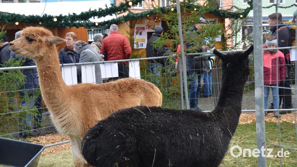 Wer könnte diesen kuschligen Tieren mit den Knopfaugen widerstehen. Archivbild: dob