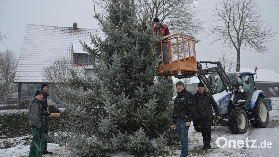 Eine rund sechs Meter hohe Blautanne verzaubert heuer wieder vor der Marienkapelle "Mariä Geburt" als Weihnachtsbaum. Die Helfer waren diesmal bei Schneegestöber im Einsatz. Bild: dob