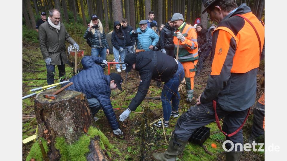 Stadtförster Wolfgang Winter (rechts) sagt genau, worauf es ankommt und die Azubis nehmen das auf. Bild: fz