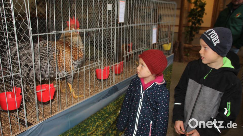 Den Kindern gefällt der Ausflug zu Hühnern, Kaninchen und Tauben. Bild: frd