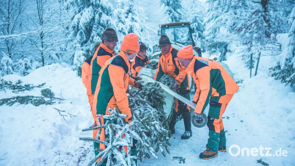Fichtelgebirgstanne für die Tschechische Botschaft in Berlin. Fertig für die Reise: Mitarbeiter des Forstbetriebs Fichtelberg verpacken den Christbaum aus dem Fichtelgebirge für die Tschechische Botschaft in Berlin. Bild: exb/Martin Hertel