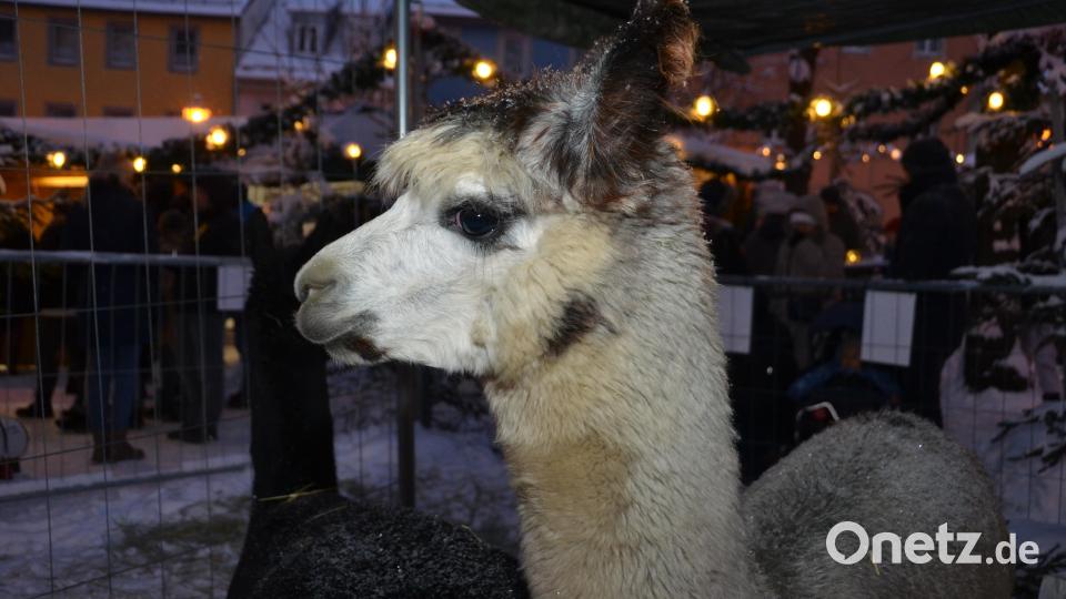 „Nero“, „Jester“ und „Levander“ waren mit ihren Kulleraugen und dem dunklen beruhigenden Grummeln die absoluten Lieblinge aller Kinder. Bild: dob