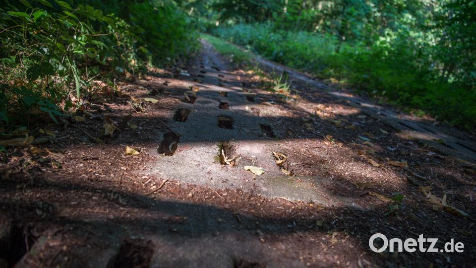 Der ehemalige innerdeutsche Grenzstreifen in einem Wald – das &quot;Grünes Band&quot; entlang dieser einstigen Grenze könnte die erste gemischte Welterbestätte Deutschlands werden. Das Gebiet an der bayerisch-tschechischen Grenze ist allerdings nicht mitnominiert. Bild: Arne Immanuel Bänsch/dpa