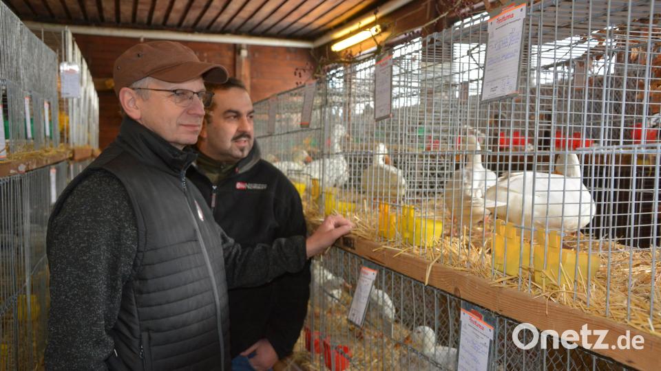 Gut besucht war am Wochenende die Geflügel-Kreisschau in Fockenfeld. Bild: jr