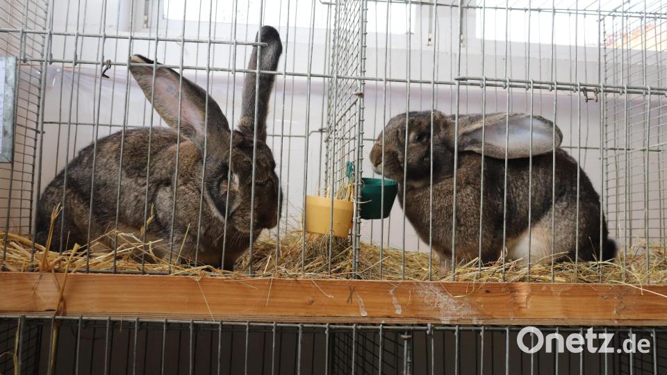Deutsche Riesen waren mit einem Gewicht von um die 8 kg die größten Kaninchen, die bei der 33. Bezirkskaninchenschau ausgestellt waren. Bild: flt