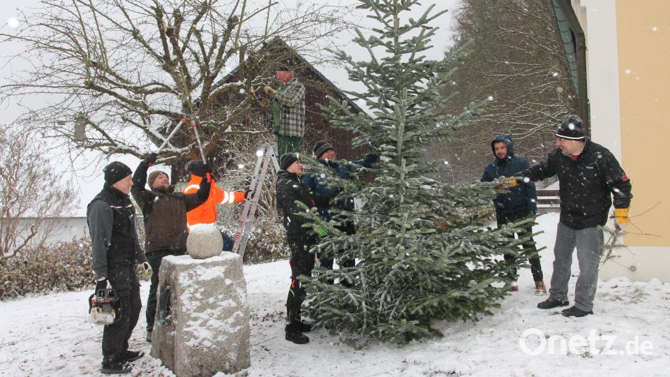 Das Zuschneiden der Äste und Aufstellen des Weihnachtsbaums geht Hand in Hand. Bild: pi
