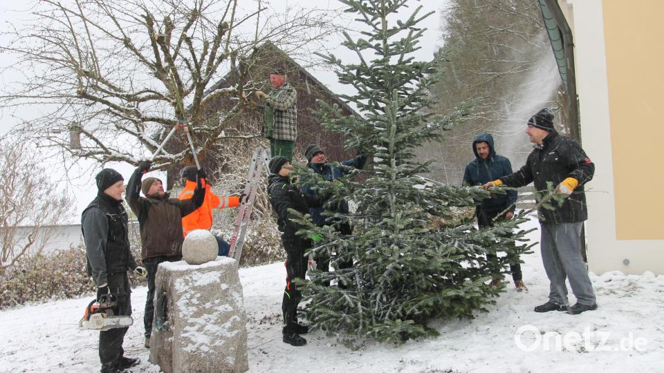 Das Zuschneiden der Äste und Aufstellen des Weihnachtsbaums geht Hand in Hand. Bild: pi