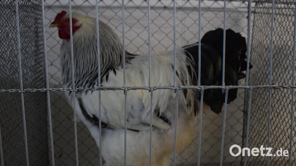 Dieser Hahn gehört zu den Stars der Pfreimdtalschau. Bild: bnr