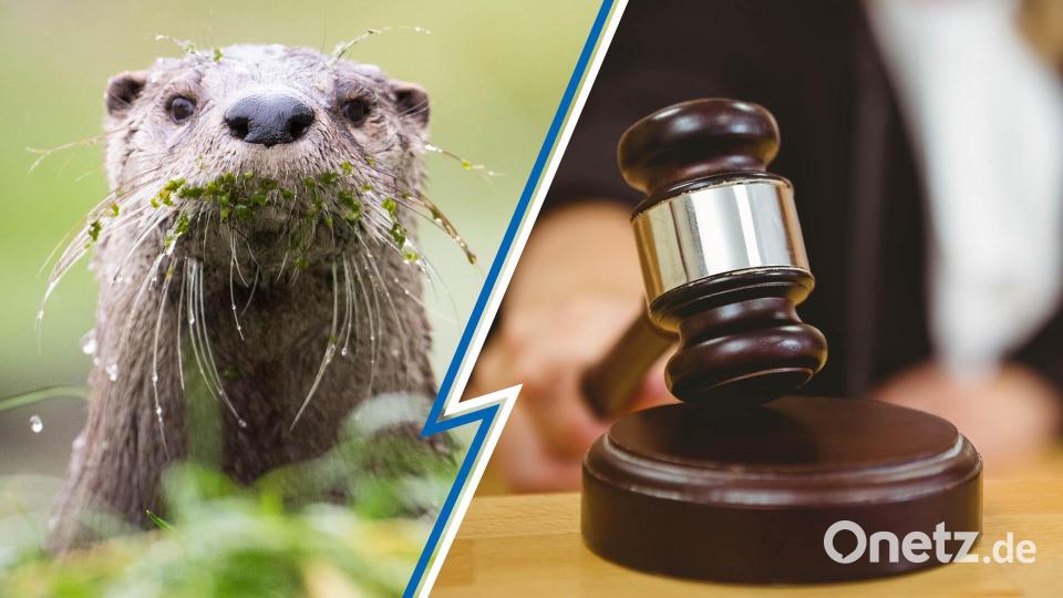 Eine Entscheidung, die aufhorchen lässt: Der Verwaltungsgerichtshof und kippte vorläufig die bayerische Abschuss-Regelung bezüglich des Fischotters. Bildmontage: Gube/Mirgeler/dpa/WavebreakMediaMicro/stock.adobe.com