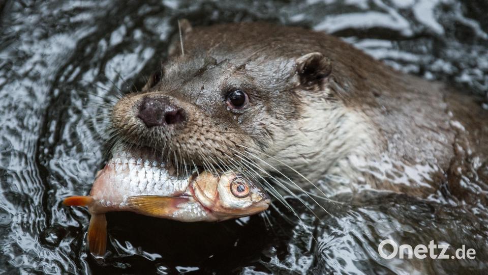 Ein Fischotter frisst einen Fisch. Um das geschützte Tier drehten sich schon etliche Gerichtsverhandlungen. Symbolbild: Silas Stein/dpa