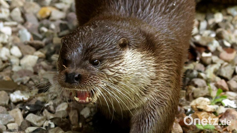 Ein Fischotter frisst einen Fisch. Um das geschützte Tier drehten sich schon etliche Gerichtsverhandlungen. Symbolbild: Bernd Wüstneck/dpa