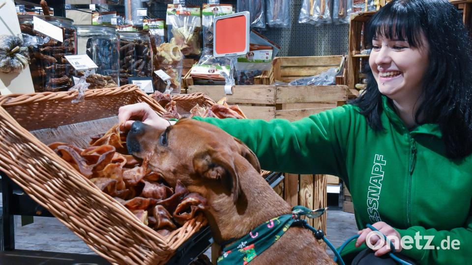 Was schenken Menschen ihren Tieren zu Weihnachten? Fressnapf-Hund Bailey schnüffelt sich durch das Geschäft für Heimtierbedarf. Im Bild mit Mitarbeiterin Juliane Schöberl. Bild: Stephan Huber