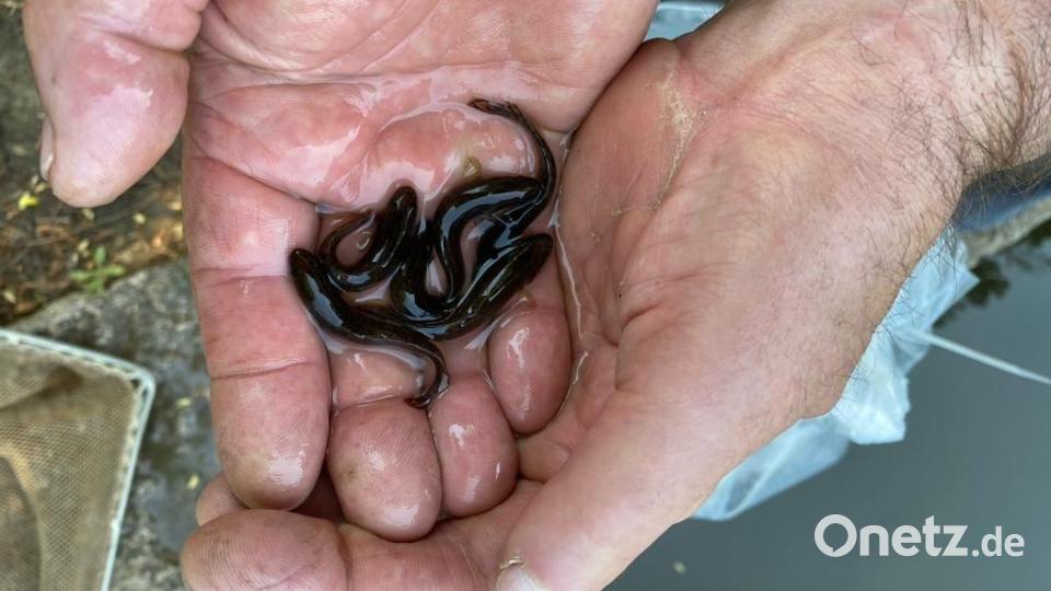 500 Quappen hat der Fischereiverein Amberg als Teilnehmer am AHP-Programm in die Vils eingebracht. Bild: oe